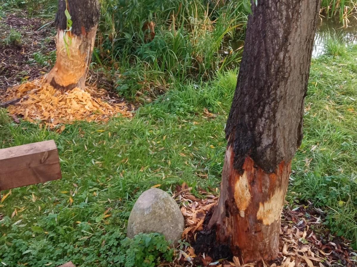 Agroturystyka Kwatery Pracownicze Noclegi Rybno Mazury Bagian luar foto